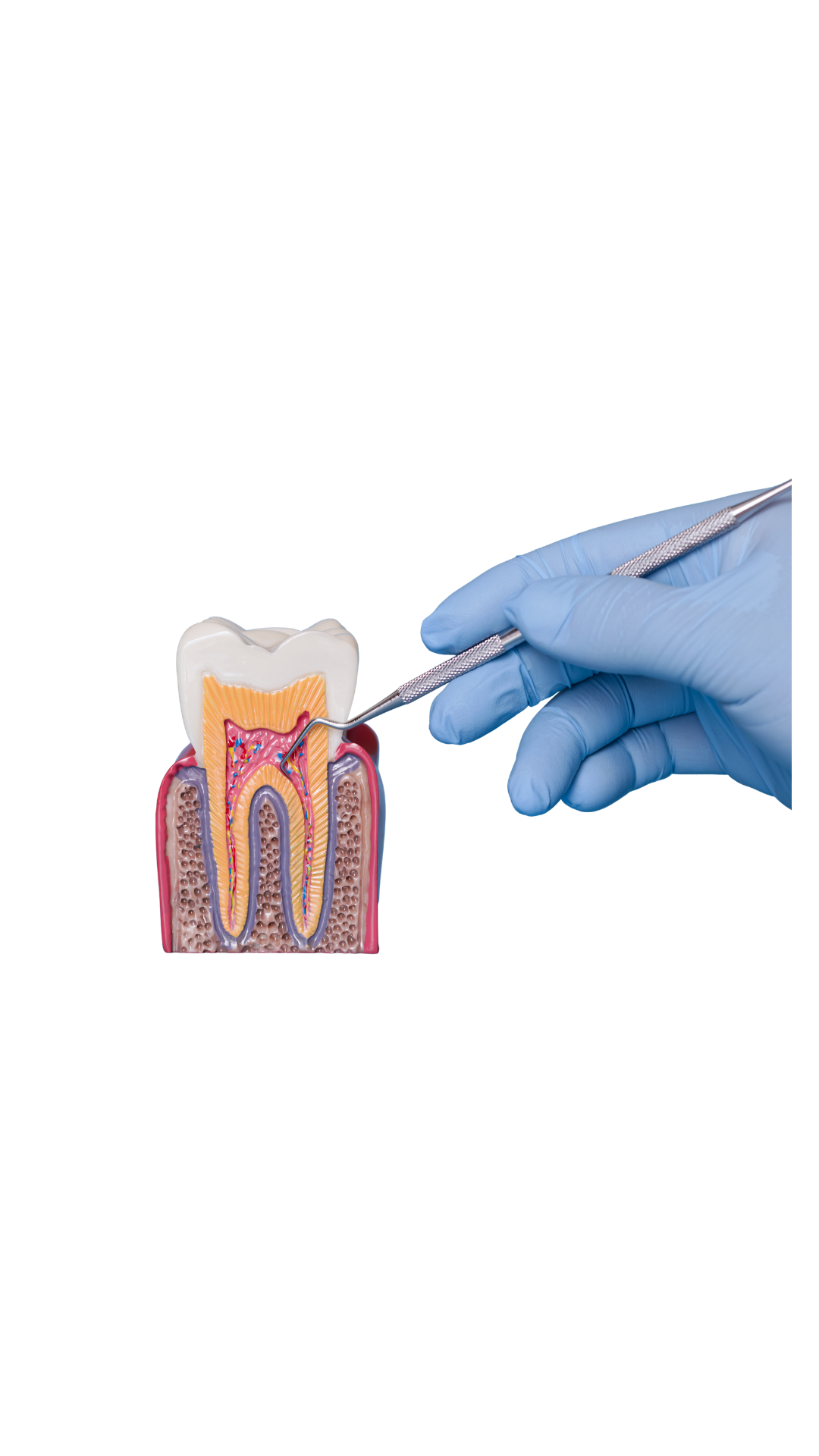 Periodontics